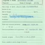 giuffredi adolfo